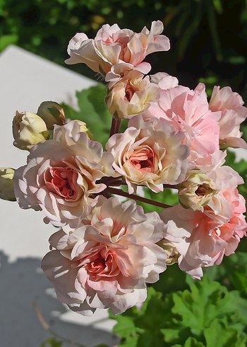 Iv-Eho Lyubvi sardunya - Görsel 4