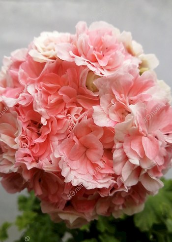 Iv-Eho Lyubvi sardunya - Görsel 6