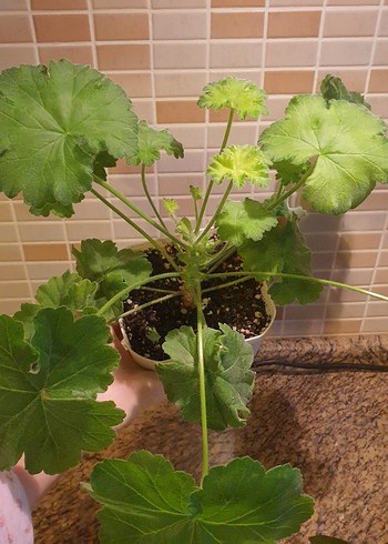 Iv-Eho Lyubvi sardunya - Görsel 2