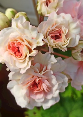 Iv-Eho Lyubvi sardunya - Görsel 5