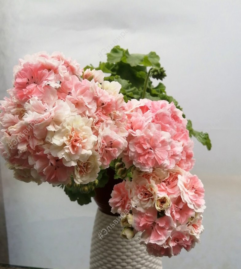 Iv-Eho Lyubvi sardunya - Görsel 3