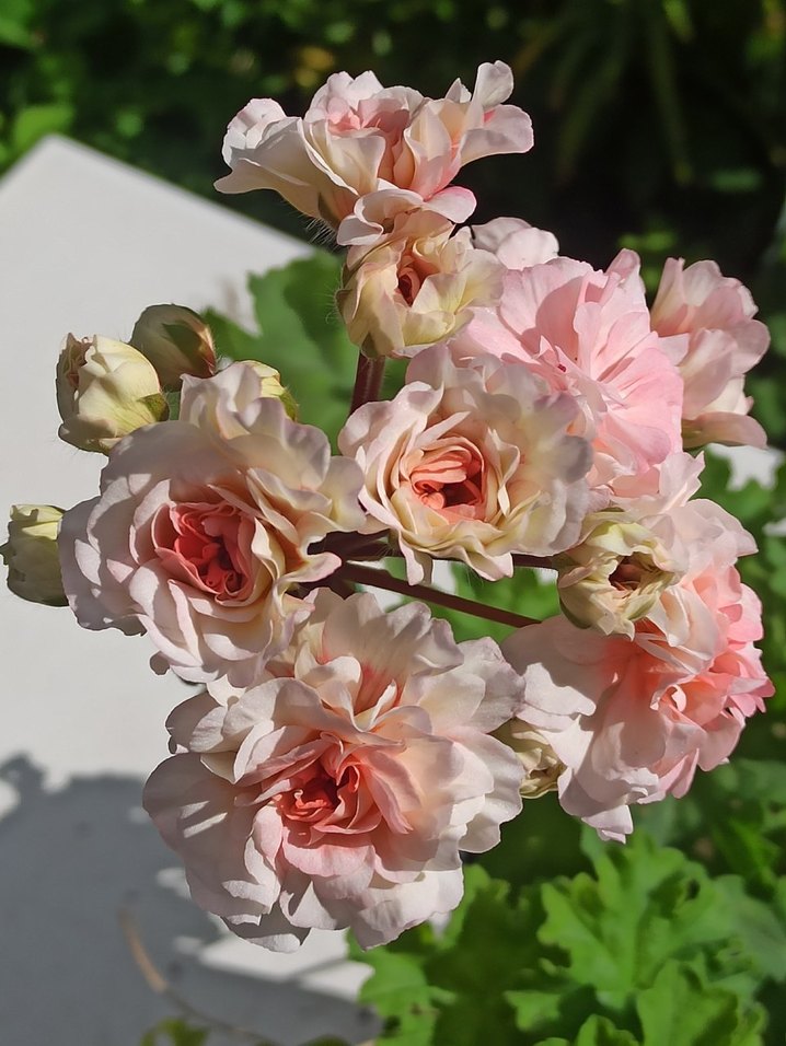 Iv-Eho Lyubvi sardunya - Görsel 4