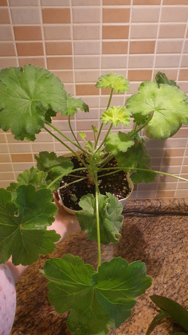 Iv-Eho Lyubvi sardunya - Görsel 2