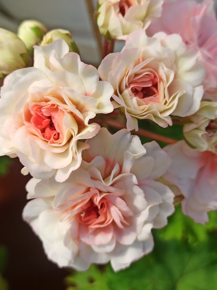 Iv-Eho Lyubvi sardunya - Görsel 5