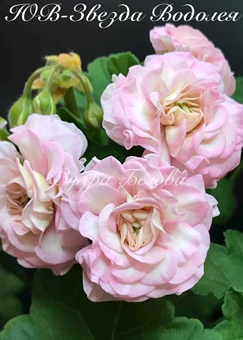 Yuv-Zvezda Vodoleya sardunya - Görsel 4