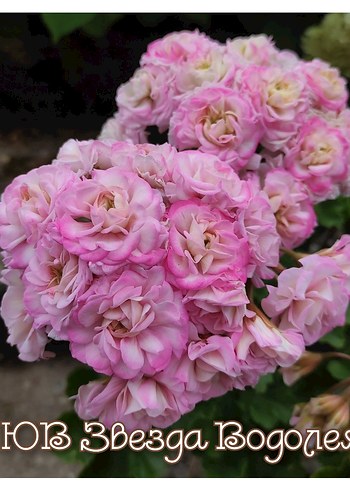 Yuv-Zvezda Vodoleya sardunya - Görsel 5