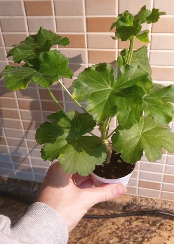 Yuv-Zvezda Vodoleya sardunya - Görsel 2