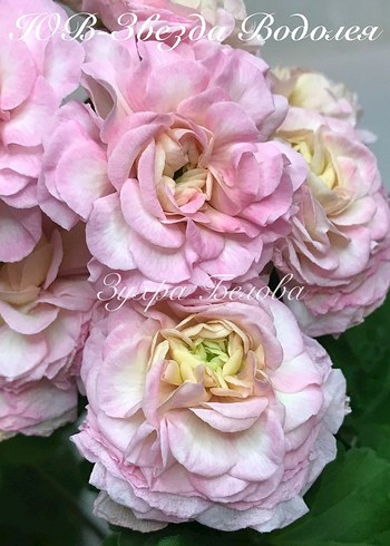 Yuv-Zvezda Vodoleya sardunya - Görsel 3