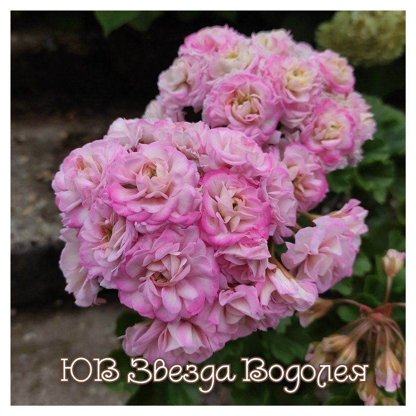 Yuv-Zvezda Vodoleya sardunya - Görsel 5