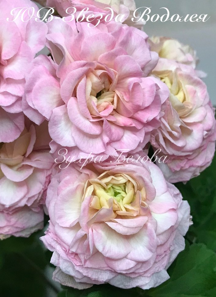 Yuv-Zvezda Vodoleya sardunya - Görsel 3