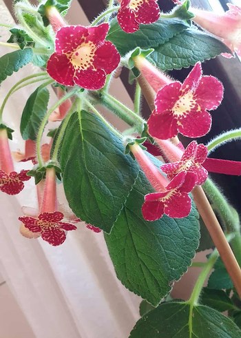 3lü set kohleria. - Görsel 3