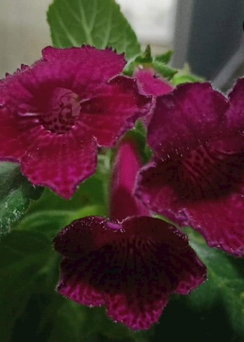 3lü set kohleria. - Görsel 2