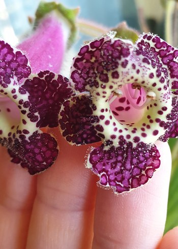 3lü set kohleria. - Görsel 4