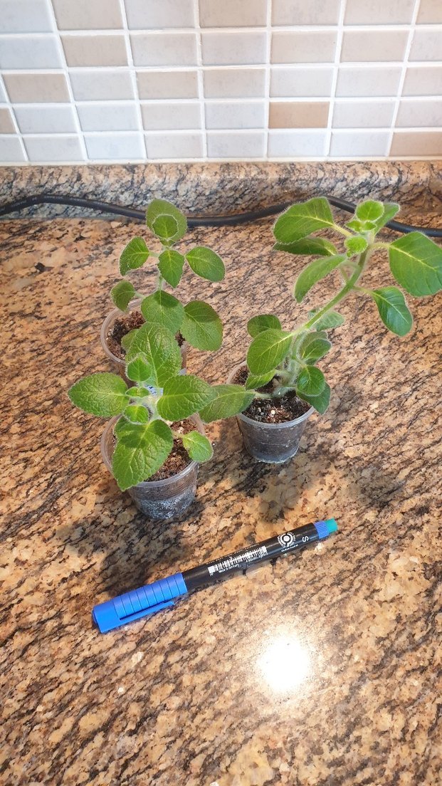 3lü set kohleria. - Görsel 5