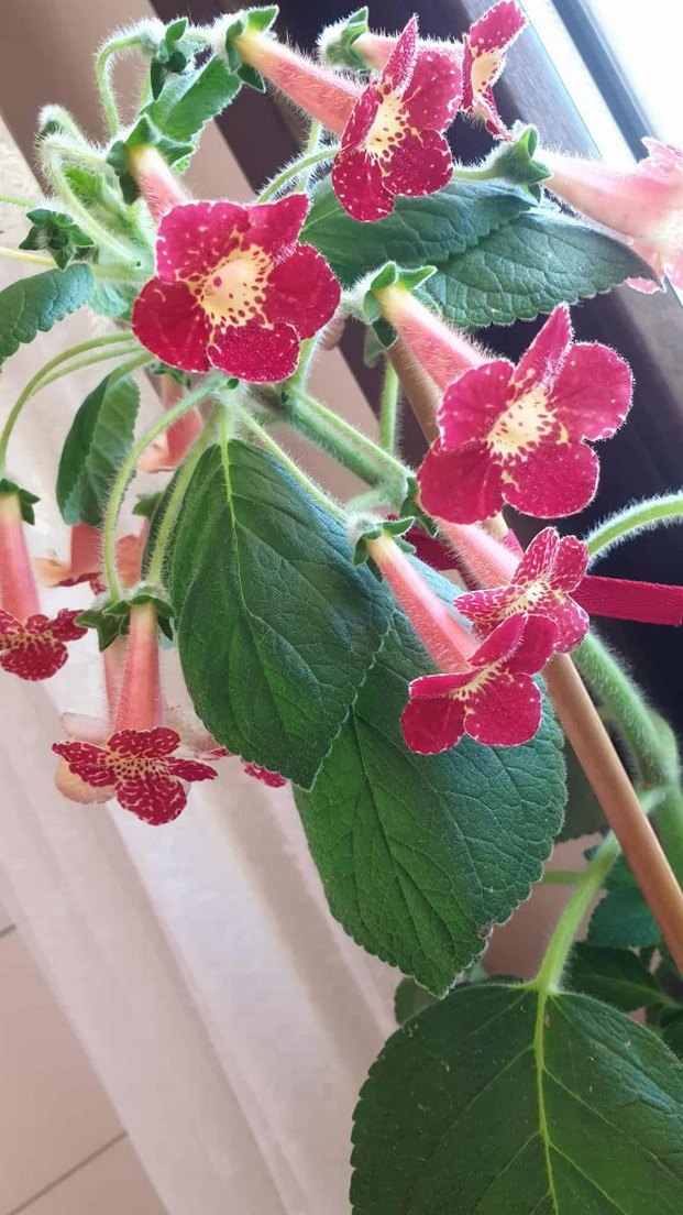 3lü set kohleria. - Görsel 3