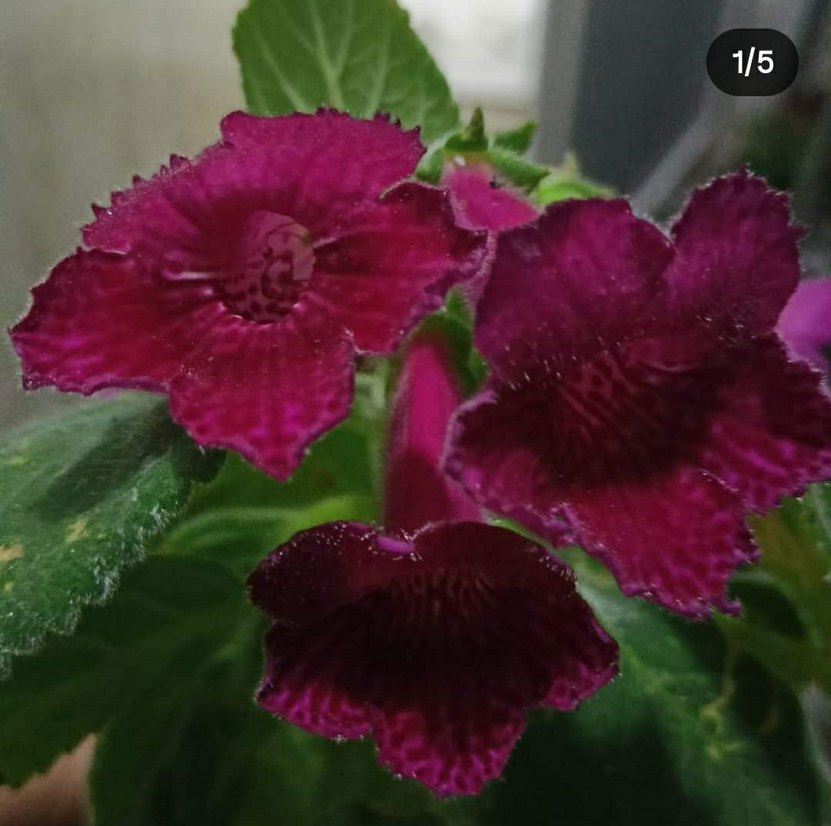 3lü set kohleria. - Görsel 2