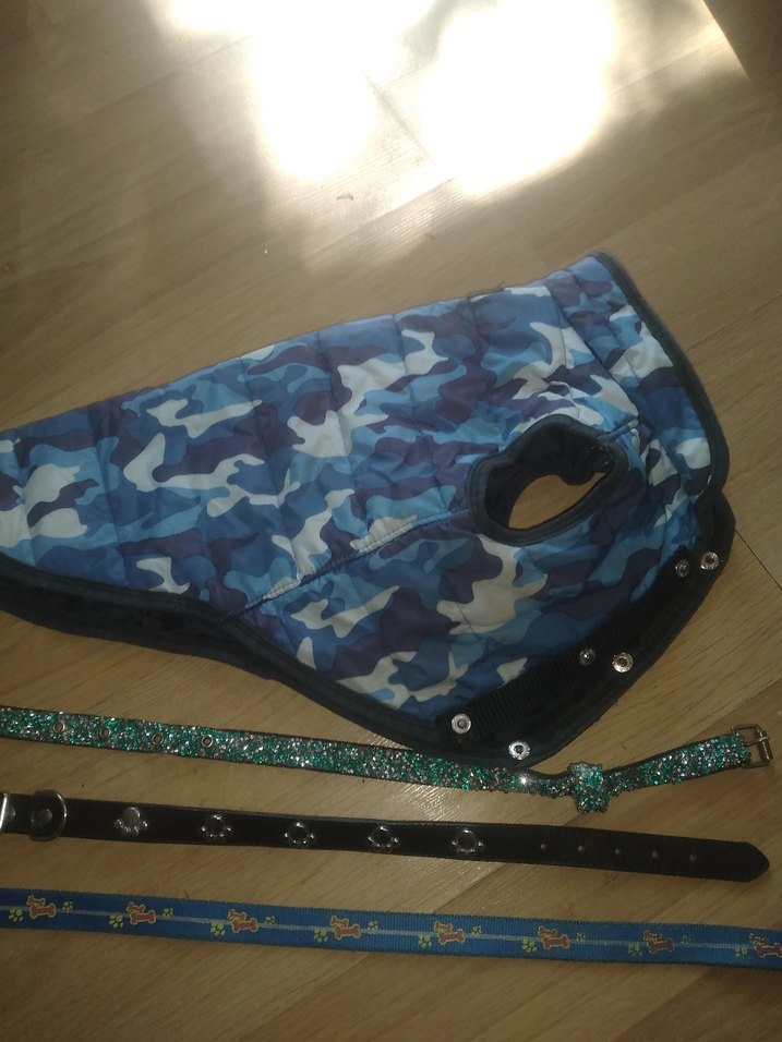 Çok Renkli Köpek Tasmaları ve Göğüs Tasması - Görsel 3