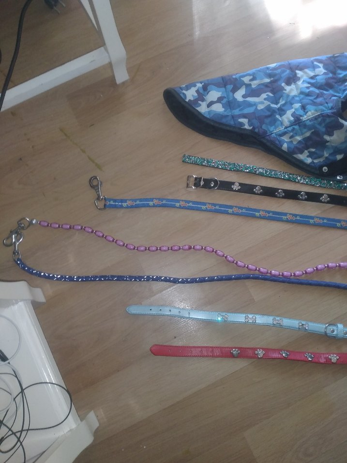 Çok Renkli Köpek Tasmaları ve Göğüs Tasması - Görsel 2