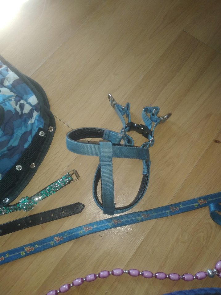 Çok Renkli Köpek Tasmaları ve Göğüs Tasması - Görsel 4