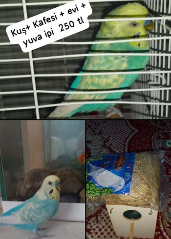 Kuş Kafesi + Yuva İpi Seti