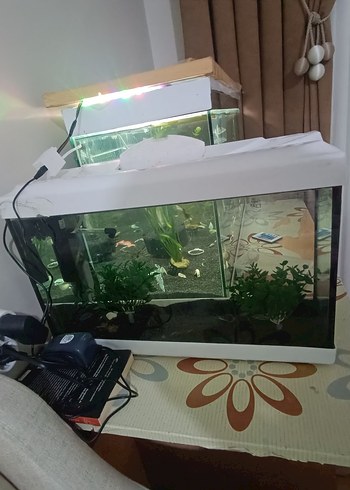 Beyaz Kapaklı Akvaryum - Görsel 2