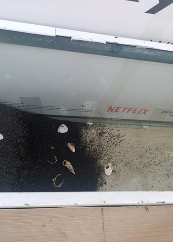 Cam Akvaryum Beyaz Çerçeveli - Görsel 4