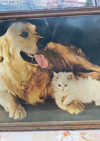 Beyaz Kedi Aksesuar tablosu