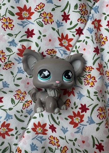 chihuahua lps