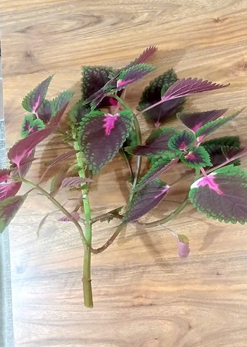 yaprak guzeli canli Bitki - Görsel 3