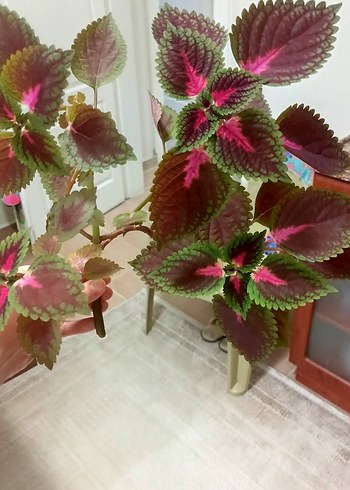 yaprak guzeli canli Bitki - Görsel 2