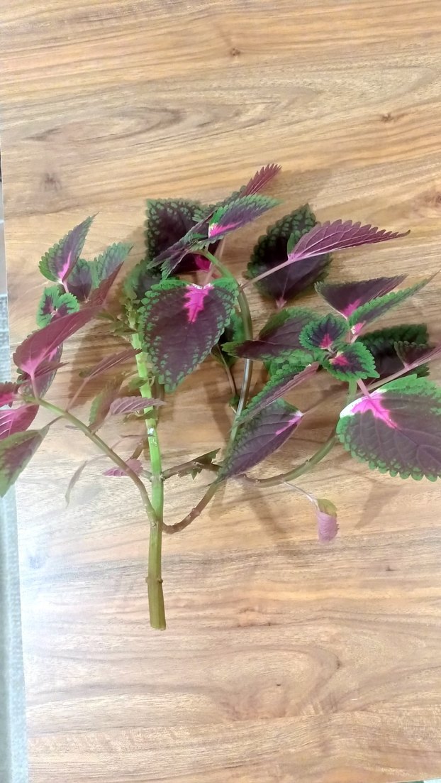 yaprak guzeli canli Bitki - Görsel 3