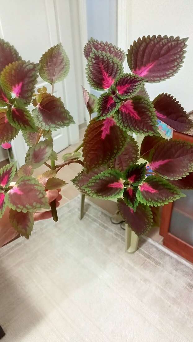 yaprak guzeli canli Bitki - Görsel 2