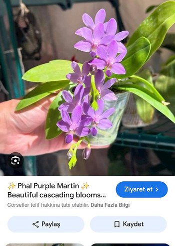Beden mor Renk Phal. Purple Martin Var Blue