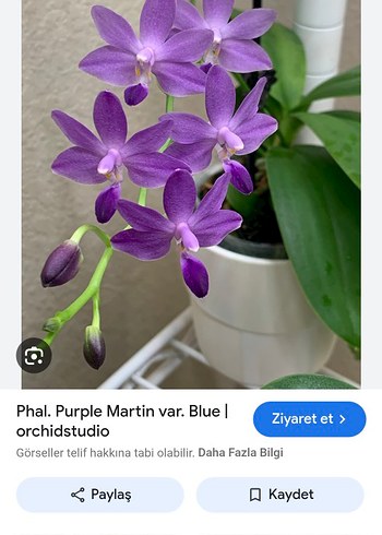 Phal. Purple Martin Var Blue