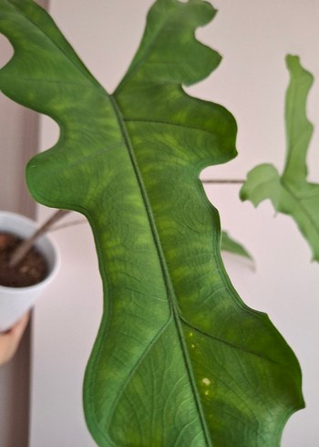 Çiçek Alocasia Sabrina
