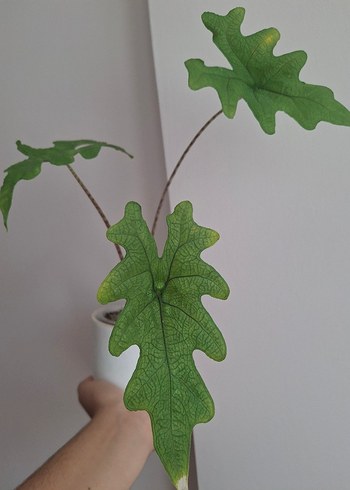 Alocasia Jacklyn
