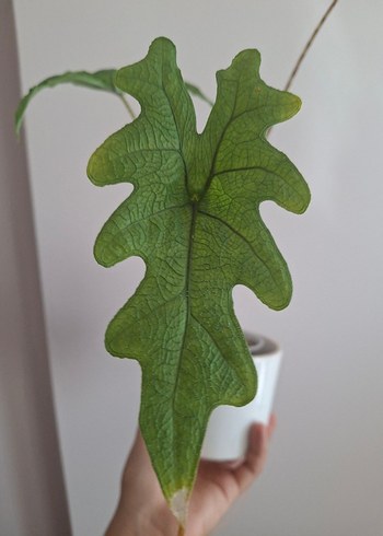 Çiçek Alocasia Jacklyn