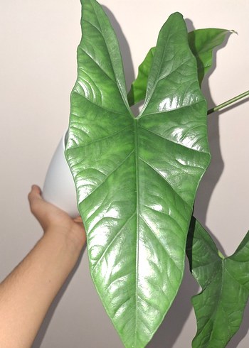 Çiçek XL Boy Alocasia Simpo