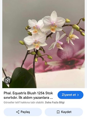 Beden Equestris Blush Orkide