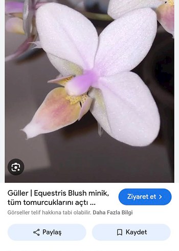 Çiçek Equestris Blush Orkide