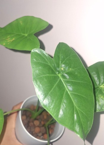 Renkli Yeşil Yapraklı Saksı Bitkisi/Alocasia Gagaena