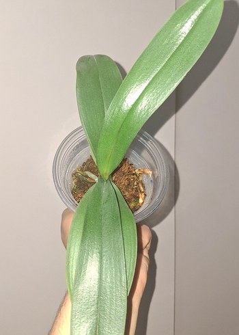 Çiçek Phal Miki Pink Rabbit