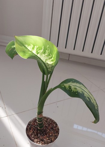 Diğer Koyu Yeşil Desenli Saksı Bitkisi Difenbahya iri yapraklı