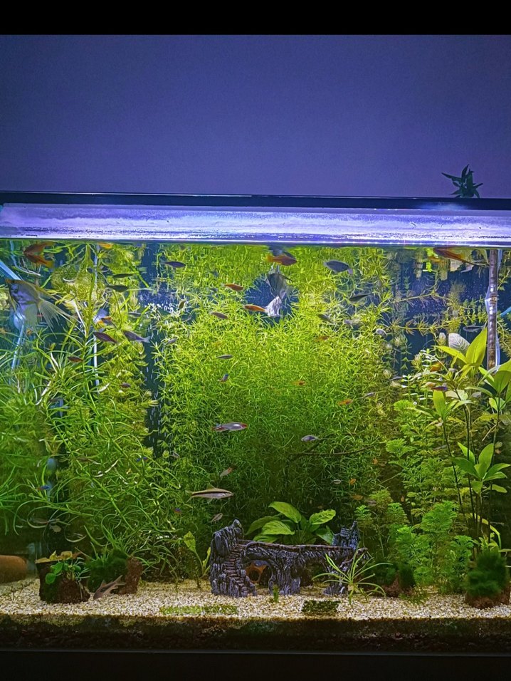 Lepistes Otu - Rafya (M Boy) - Görsel 2