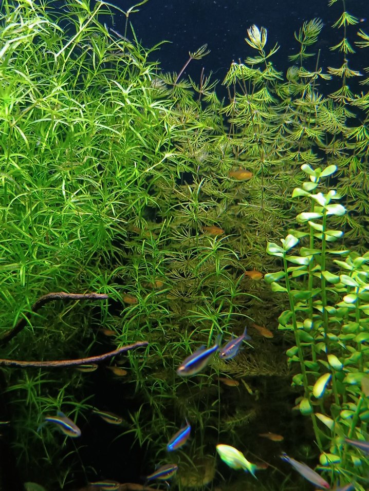 Lepistes Otu - Rafya (L Boy) - Görsel 3