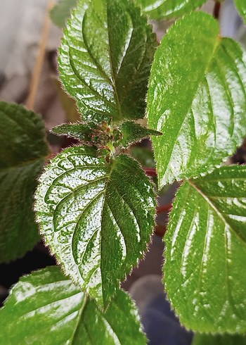 XGloximannia She Dancing fidesi