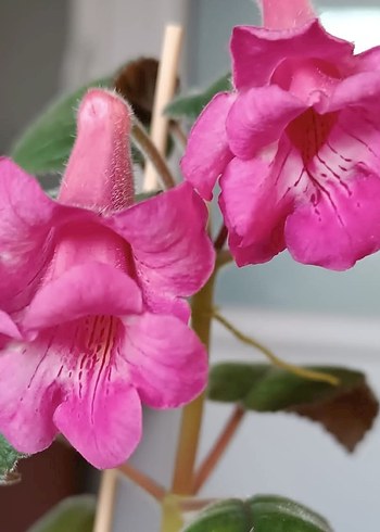 Canlı Pembe Çiçek