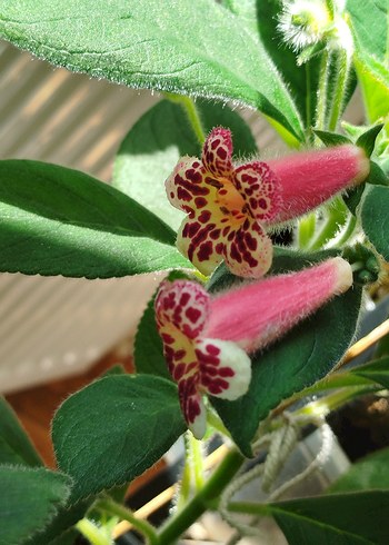 Kohleria fidesi