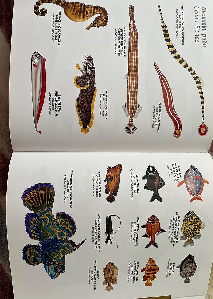 Bulgarca İngilizce resimli sözlük - Görsel 3