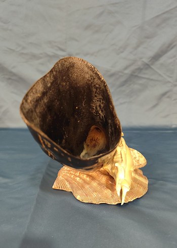 Deniz kabuklu koyu boynuz figürü - Görsel 2